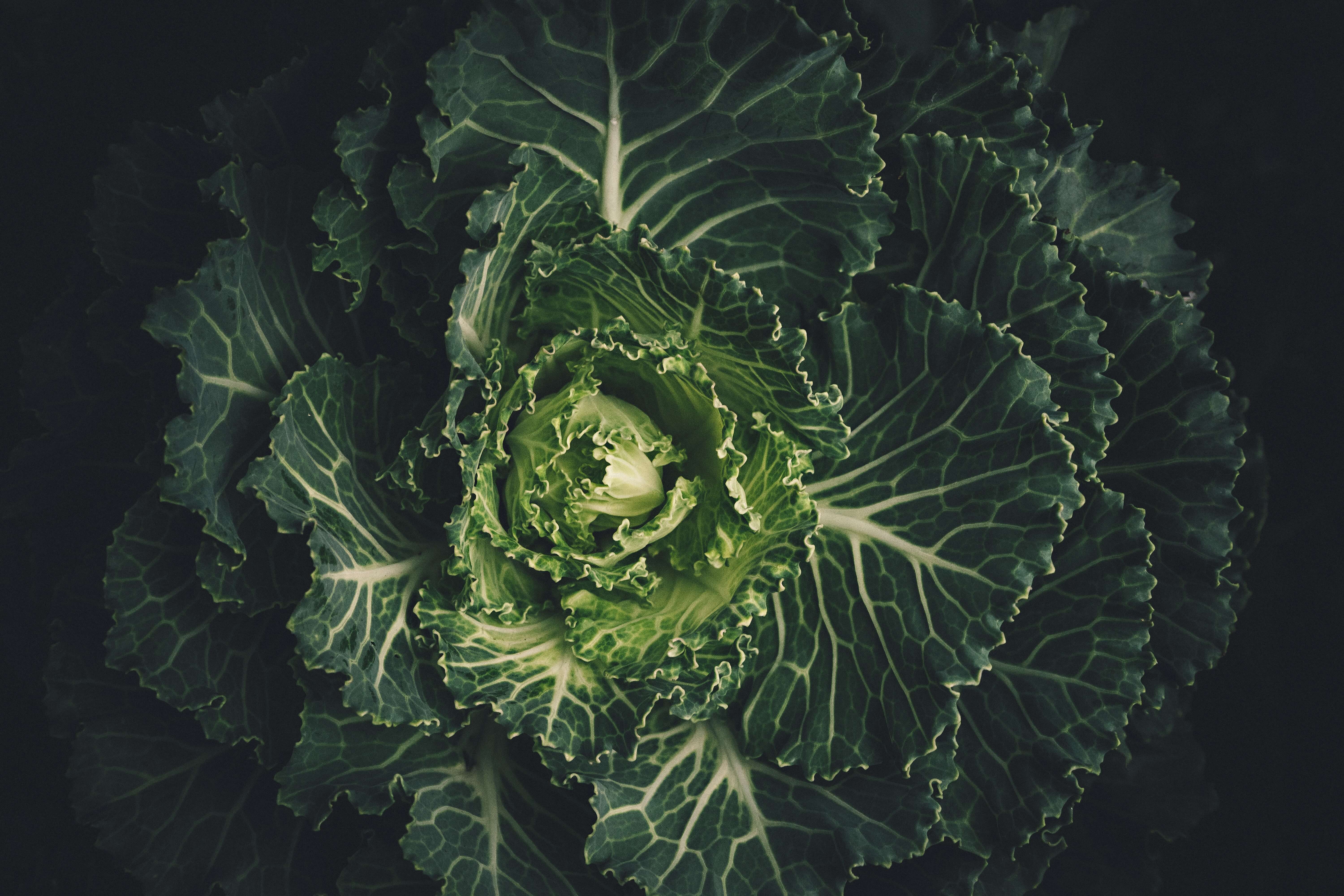 lettuce - menopause symptoms
